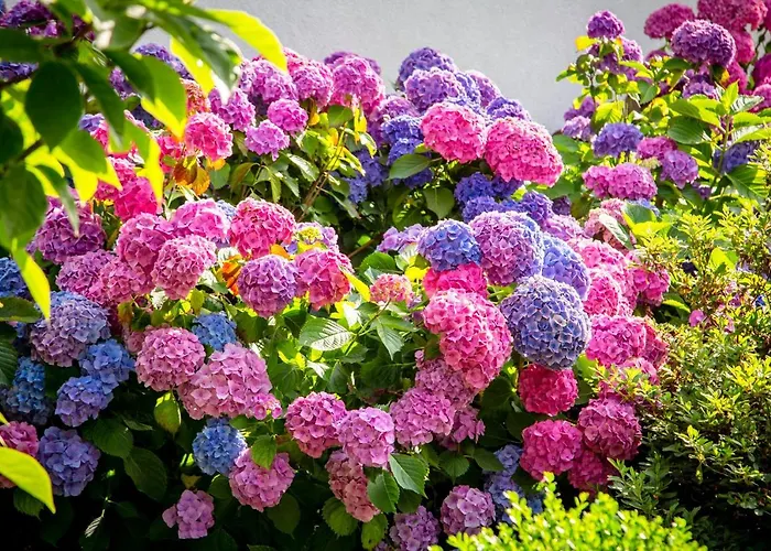 Le Champ Du Renne Oda ve Kahvaltı *